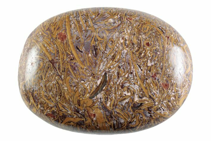 Polished Miriam Stone Palm Stone - India #365881